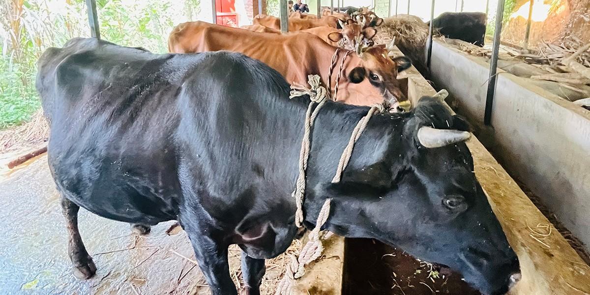 गुल्मीको सत्यवतीमा पहिलो बेत ब्याउने गाईलाई १० हजार अनुदान